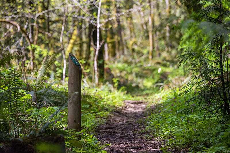 Beautiful forest setting with the focus being on the hiking trail marker