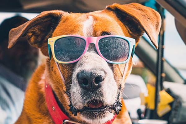 Dog with Sunglasses