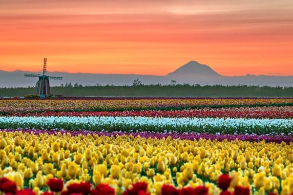 Tulip farm with Mount Hood and windmill in the background