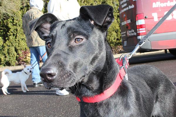 Black dog with a red collar