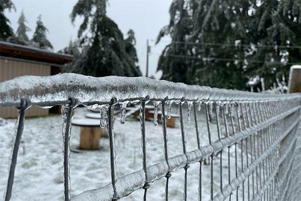 Ice on Fence