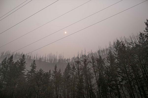 Smoky tree line in a forest