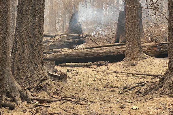 Downed tree in a forest caused by the 2020 wildfires