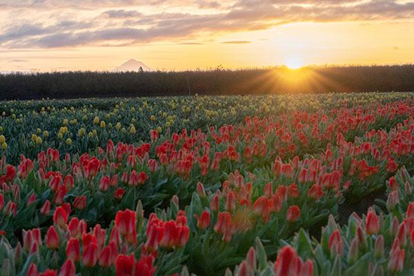 Woodenshoe Tulip Farm in Woodburn, Oregon in April 2023.