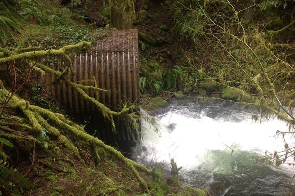 The culvert carrying Henry Creek under Arlie Mitchell Road in the Rhododendron area