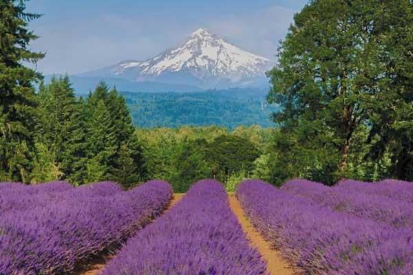 Mount Hood with lavender field in the foreground