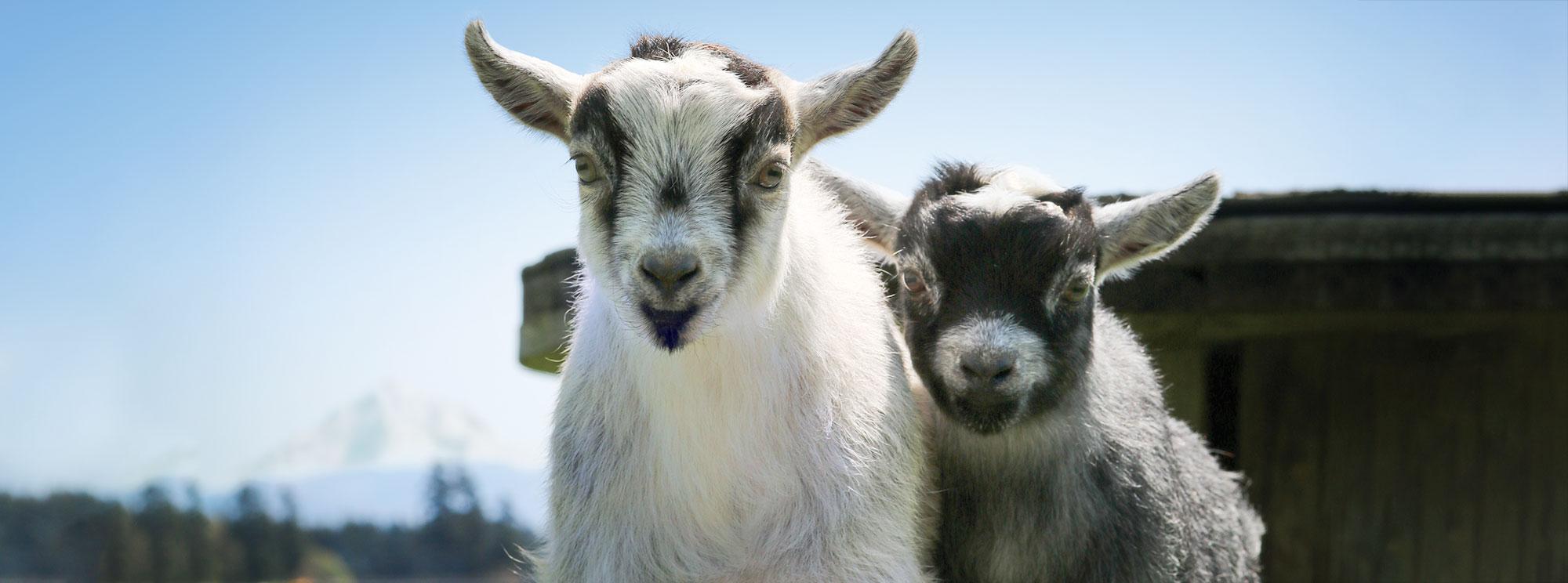 Pygmy goats