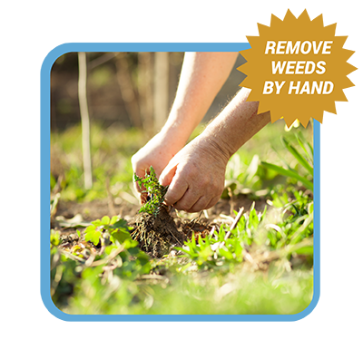 Person picking weeds with words Remove weeds by hand